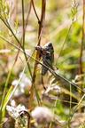 karl-gillebert-Dectique-verrucivore-Decticus-verrucivorus-9659