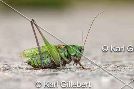 karl-gillebert-Dectique-verrucivore-Decticus-verrucivorus-0364-DeNoiseAI-clear