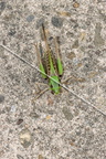 karl-gillebert-Dectique-verrucivore-Decticus-verrucivorus-0368-DeNoiseAI-clear