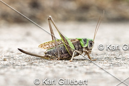 karl-gillebert-Dectique-verrucivore-Decticus-verrucivorus-0370-DeNoiseAI-clear