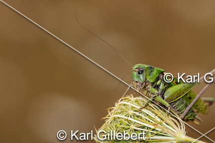 karl-gillebert-Dectique-verrucivore-Decticus-verrucivorus-0326-DeNoiseAI-clear