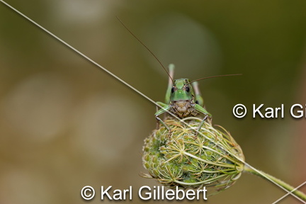 karl-gillebert-Dectique-verrucivore-Decticus-verrucivorus-0331-DeNoiseAI-clear