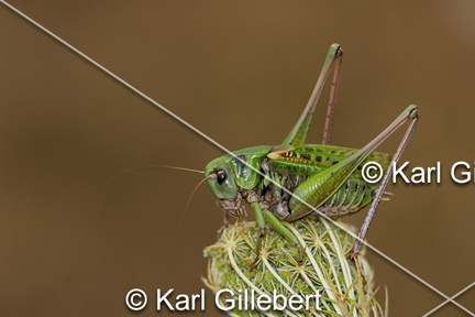 karl-gillebert-Dectique-verrucivore-Decticus-verrucivorus-0332-DeNoiseAI-clear