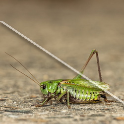 Dectique verrucivore - Decticus verrucivorus