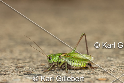 karl-gillebert-Dectique-verrucivore-Decticus-verrucivorus-0341-DeNoiseAI-clear