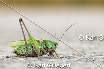 karl-gillebert-Dectique-verrucivore-Decticus-verrucivorus-0346-DeNoiseAI-clear