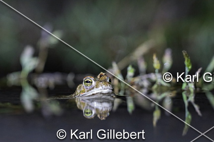 karl-gillebert-Crapaud-calamite-Bufo-calamita-3500-DeNoiseAI-clear