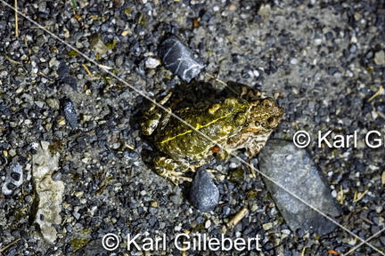 karl-gillebert-Crapaud-calamite-Bufo-calamita-3508-DeNoiseAI-clear