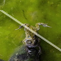 karl-gillebert-Crapaud-calamite-Bufo-calamita-3524-DeNoiseAI-clear
