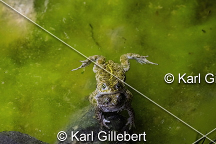karl-gillebert-Crapaud-calamite-Bufo-calamita-3524-DeNoiseAI-clear