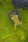 karl-gillebert-Crapaud-calamite-Bufo-calamita-3532-DeNoiseAI-clear