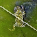 karl-gillebert-Crapaud-calamite-Bufo-calamita-3535-DeNoiseAI-clear