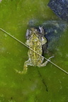 karl-gillebert-Crapaud-calamite-Bufo-calamita-3535-DeNoiseAI-clear
