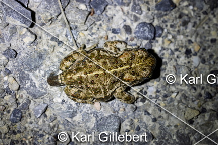 karl-gillebert-Crapaud-calamite-Bufo-calamita-4075-DeNoiseAI-clear