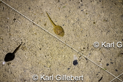 karl-gillebert-Crapaud-calamite-Bufo-calamita-4203-DeNoiseAI-clear