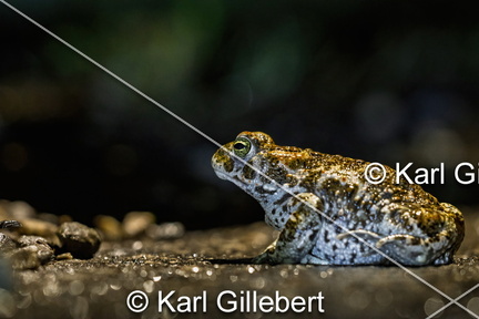 karl-gillebert-Crapaud-calamite-Bufo-calamita-3389-DeNoiseAI-clear