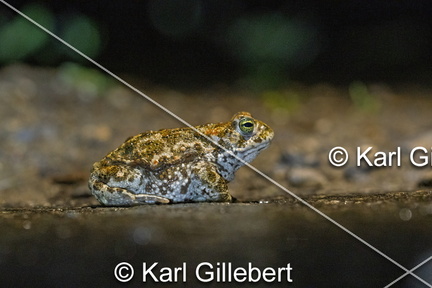 karl-gillebert-Crapaud-calamite-Bufo-calamita-3391-DeNoiseAI-clear