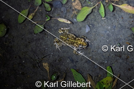 karl-gillebert-Crapaud-calamite-Bufo-calamita-3427-DeNoiseAI-clear