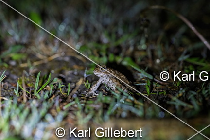 karl-gillebert-Crapaud-calamite-Bufo-calamita-3434-DeNoiseAI-clear