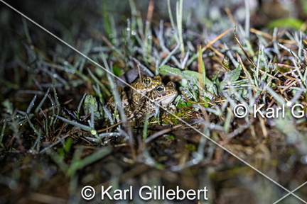 karl-gillebert-Crapaud-calamite-Bufo-calamita-3462-DeNoiseAI-clear
