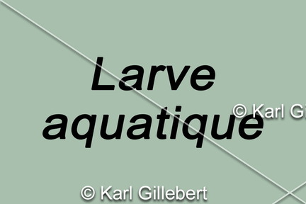 larve-aquatique
