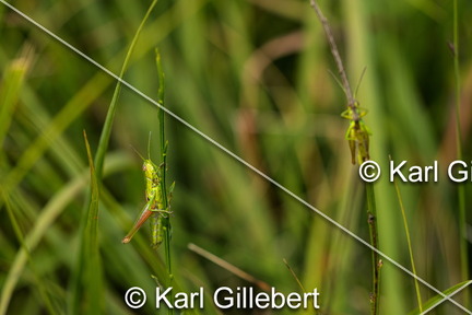 karl-gillebert-Criquet-des-genevriers-Euthystira-brachyptera-0065