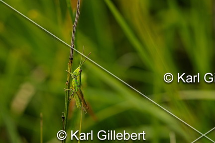 karl-gillebert-Criquet-des-genevriers-Euthystira-brachyptera-0068