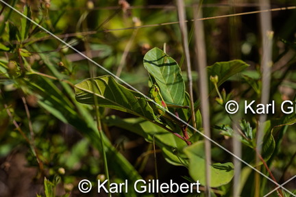 karl-gillebert-Criquet-des-genevriers-Euthystira-brachyptera-9725