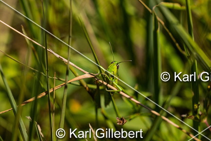 karl-gillebert-Criquet-des-genevriers-Euthystira-brachyptera-9733