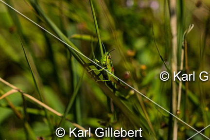 karl-gillebert-Criquet-des-genevriers-Euthystira-brachyptera-9743