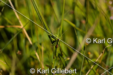 karl-gillebert-Criquet-des-genevriers-Euthystira-brachyptera-9749