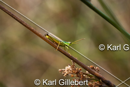 karl-gillebert-Criquet-des-genevriers-Euthystira-brachyptera-0024