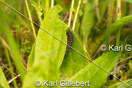 karl-gillebert-Melitee-de-Nickerl-Melitaea-aurelia-9454