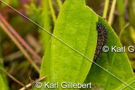 karl-gillebert-Melitee-de-Nickerl-Melitaea-aurelia-9459
