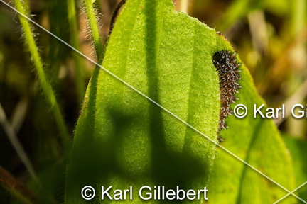 karl-gillebert-Melitee-de-Nickerl-Melitaea-aurelia-9467