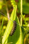 karl-gillebert-Melitee-de-Nickerl-Melitaea-aurelia-9479