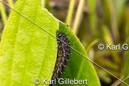 karl-gillebert-Melitee-de-Nickerl-Melitaea-aurelia-9485