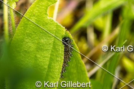 karl-gillebert-Melitee-de-Nickerl-Melitaea-aurelia-9489