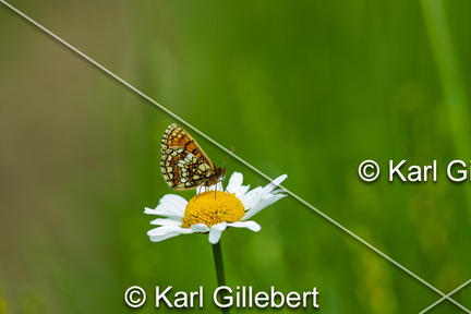 karl-gillebert-Melitee-de-Nickerl-Melitaea-aurelia-9722
