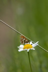 karl-gillebert-Melitee-de-Nickerl-Melitaea-aurelia-9726
