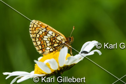 karl-gillebert-Melitee-de-Nickerl-Melitaea-aurelia-9747
