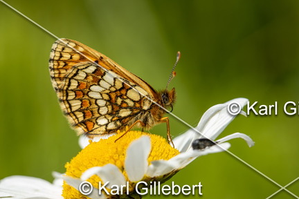 karl-gillebert-Melitee-de-Nickerl-Melitaea-aurelia-9762