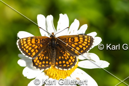karl-gillebert-Melitee-de-Nickerl-Melitaea-aurelia-9773