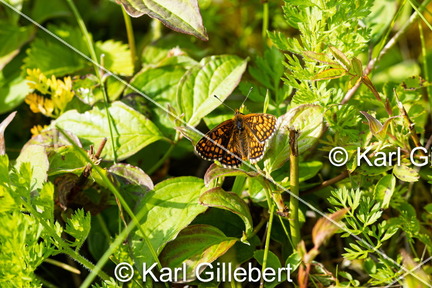 karl-gillebert-Melitee-de-Nickerl-Melitaea-aurelia-9364