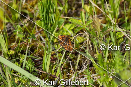 karl-gillebert-Melitee-de-Nickerl-Melitaea-aurelia-9372