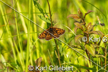 karl-gillebert-Melitee-de-Nickerl-Melitaea-aurelia-9375