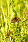 karl-gillebert-Melitee-de-Nickerl-Melitaea-aurelia-9380
