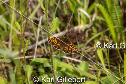 karl-gillebert-Melitee-de-Nickerl-Melitaea-aurelia-9394