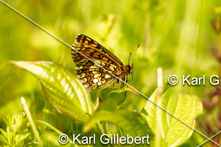 karl-gillebert-Melitee-de-Nickerl-Melitaea-aurelia-9414