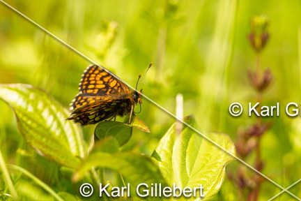 karl-gillebert-Melitee-de-Nickerl-Melitaea-aurelia-9419